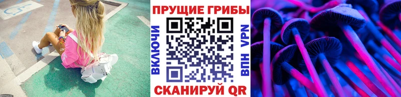 сколько стоит  Камышин  blacksprut вход  Псилоцибиновые грибы Cubensis 